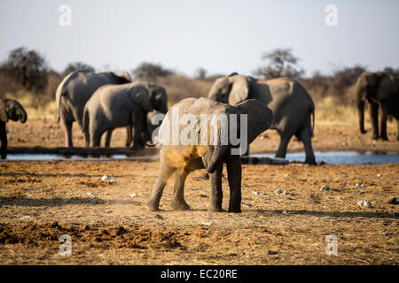 Afrikanische Elefanten (Loxodonta Africana), Jungtier bei einem Staub-Bad, in der hinteren Elefanten an einer Wasserstelle zu trinken Stockfoto