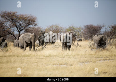 Afrikanische Elefanten (Loxodonta Africana) Herde zu Fuß durch Trockenrasen Landschaft, Etosha Nationalpark, Namibia, Afrika Stockfoto