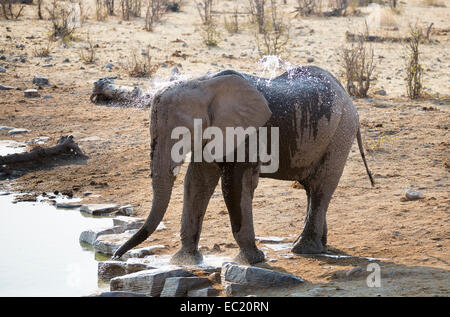 Afrikanischer Elefant (Loxodonta Africana), Spritzen sich mit Wasser an einem Wasserloch, Etosha Nationalpark, Namibia, Afrika Stockfoto