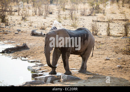 Afrikanischer Elefant (Loxodonta Africana), Spritzen sich mit Wasser an einem Wasserloch, Etosha Nationalpark, Namibia, Afrika Stockfoto