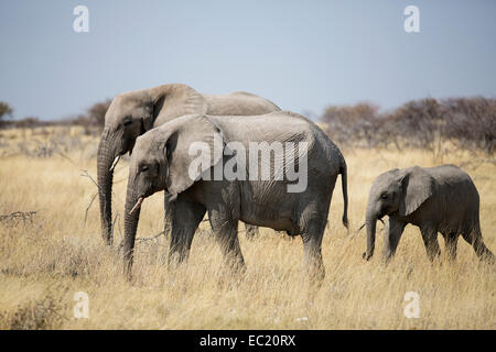 Afrikanische Elefanten (Loxodonta Africana) Herde zu Fuß durch Trockenrasen Landschaft, Etosha Nationalpark, Namibia, Afrika Stockfoto