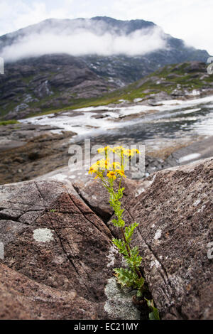 Gemeinsamen Kreuzkraut (Senecio Jacobaea) wächst zwischen Felsen, Loch Scavaig, Isle Of Skye, Schottland, Vereinigtes Königreich Stockfoto