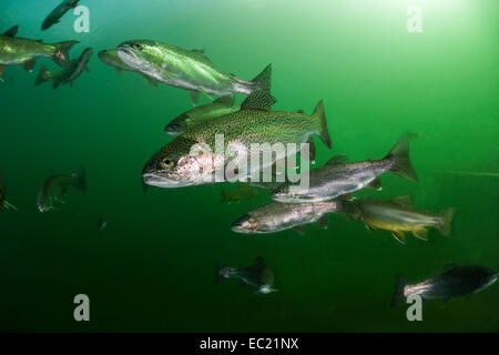 Regenbogenforelle (Oncorhynchus Mykiss), See Grüblsee, Steiermark, Österreich Stockfoto