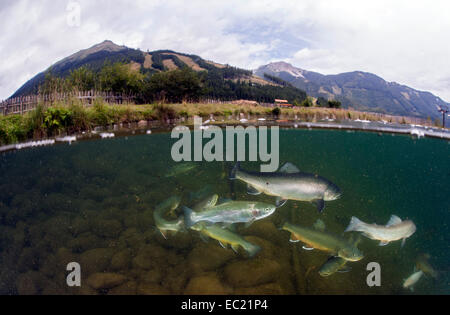 Halb-halb Schuss, See Grüblsee mit Schwarm, Bachsaibling (Namaycush Fontinalis) und Regenbogenforellen (Oncorhynchus Mykiss) Stockfoto