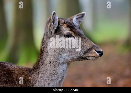 Damhirsch (Dama Dama), Porträt, Weiblich, in Gefangenschaft, Bayern, Deutschland Stockfoto