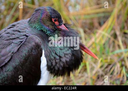 Schwarzstorch (Ciconia Nigra), Porträt, Gefangenschaft, Bayern, Deutschland Stockfoto