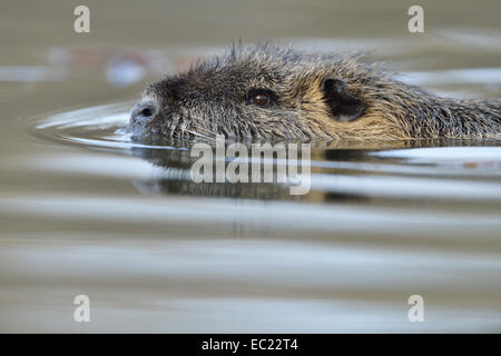 Nutria (Biber brummeln) in einem See in Leipzig, Sachsen, Deutschland Stockfoto