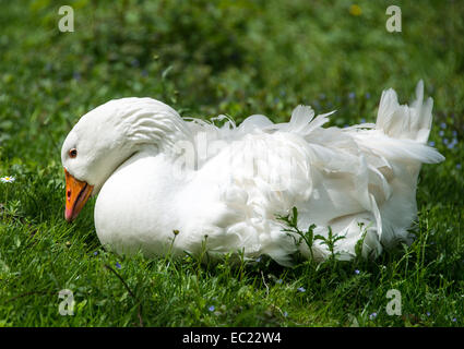 Weiße Gans (Anser Anser Formes Domestica) auf Wiese Stockfoto