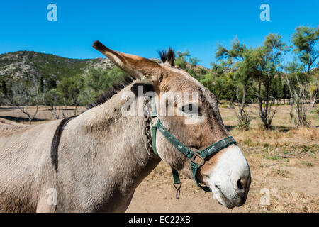 Esel (Equus Africanus Asinus), Korsika, Frankreich Stockfoto