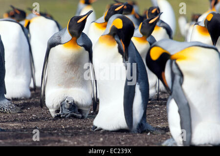 Königspinguine (Aptenodytes Patagonicus), Altvögel und Küken, Volunteer Point, East Falkland, Falkland Icelands, Südamerika Stockfoto