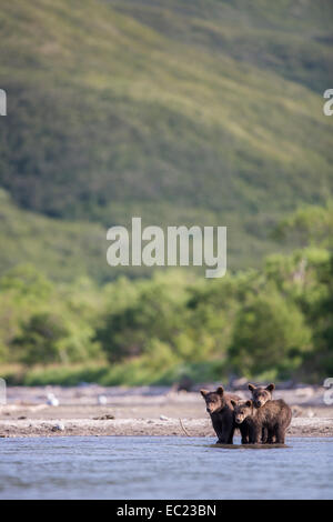 Braunbären (Ursus Arctos), Trio, Kamtschatka, Russland Stockfoto