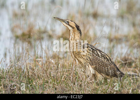 Eurasische Rohrdommel (Botaurus Stellaris), Nationalpark Neusiedler See, Burgenland, Österreich Stockfoto