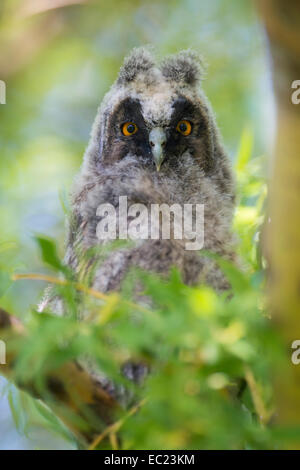 Junge Waldohreule (Asio Otus) im Baum, Nationalpark Neusiedler See, Burgenland, Österreich Stockfoto