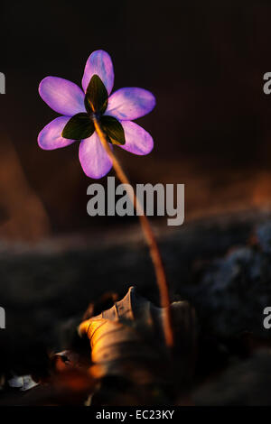 Leberblümchen, Lebermoos oder Liverleaf (Hepatica Nobilis, Sy Anemone Hepatica) Hintergrundbeleuchtung, Deutschland Stockfoto