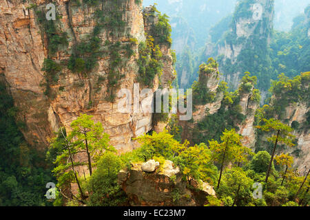 Avatar-Berge mit vertikalen Quarz-Sandstein Säulen, Zhangjiajie National Forest Park, Provinz Hunan, China Stockfoto