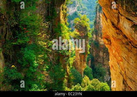 Avatar-Berge mit vertikalen Quarz-Sandstein Säulen, Zhangjiajie National Forest Park, Provinz Hunan, China Stockfoto