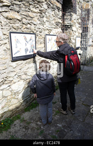 Mutter und Sohn schauen Display-Panels. Holyhead Wellenbrecher Country Park wurde im Jahr 1990 eröffnet und befindet sich auf dem Gelände ein Stockfoto