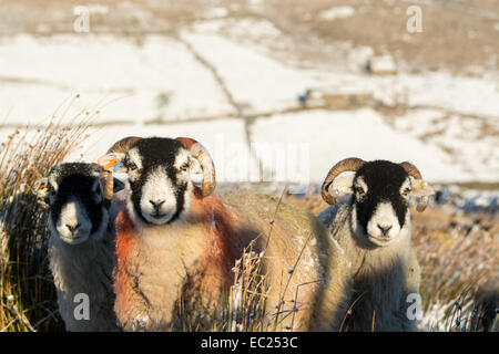 Swaledale, Yorkshire, Großbritannien. 8. Dezember 2014. Swaledale Schafen warten zusätzliche Nahrung von ihren Hirten im Schnee. Bildnachweis: Wayne HUTCHINSON/Alamy Live-Nachrichten Stockfoto