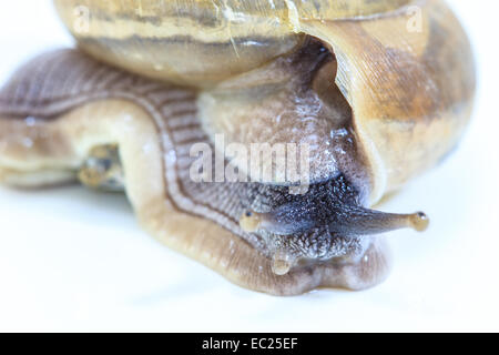 Garten-Schnecke auf weißem Hintergrund hautnah Stockfoto