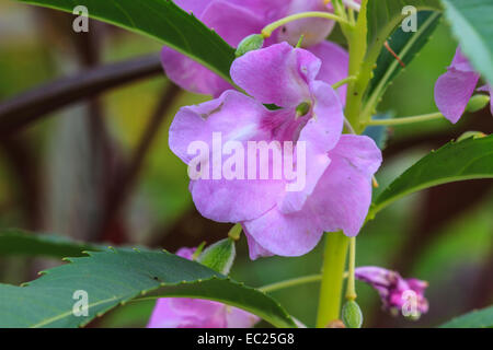 blühende Polizist Helm oder Impatiens Glandulifera Pflanze Stockfoto