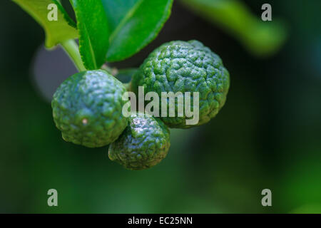 Bergamotte auf Baum in Gaden, Bergamotte (Kaffernlimette) Früchte Stockfoto