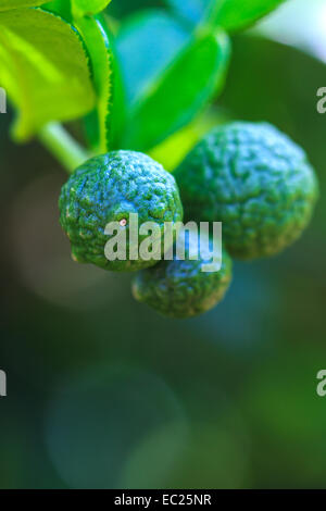 Bergamotte auf Baum in Gaden, Bergamotte (Kaffernlimette) Früchte Stockfoto
