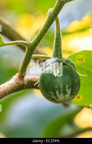 frisches Gemüse Auberginen auf Baum im Garten Stockfoto