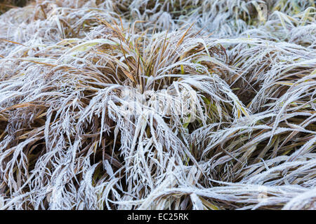 Zarten gefiederten Wedel, Hakonechloa macra 'Alboaurea', goldene Bunte hakone Gras native auf Honshu, Japan, im eisigen Winter Frost Kristallen bedeckt Stockfoto