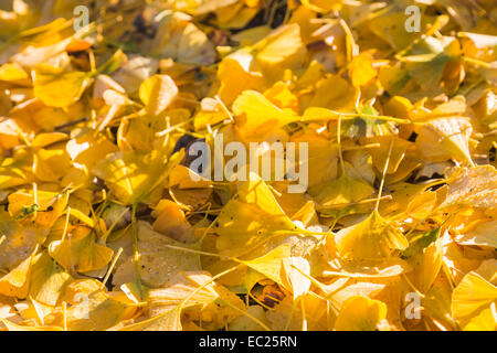 Saisonale Teppich gelb Laub von einem Ginkgo biloba oder maidenhair Tree in Winter, ein lebendes Fossil aus China, RHS Wisley Gardens, Surrey Stockfoto