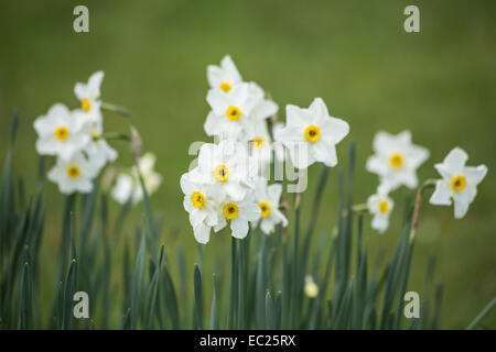 Narcissus 'Elvira', mehrköpfigen, weiße Blüten, kompakte Zitronengelb Cup, RHS Gärten, Wisley, Surrey, UK Stockfoto