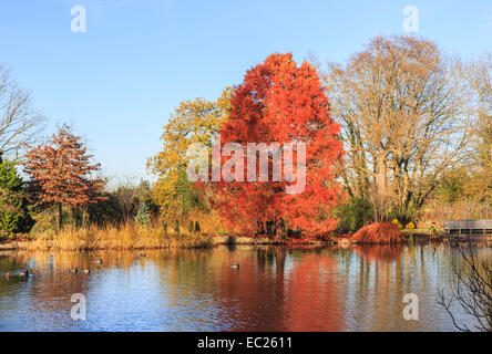 Schöne Ahorn (Acer) in roten Farben des Herbstes mit Reflexion in der See an der RHS botanische Gärten, Wisley, Surrey, SE England an einem klaren Winter Stockfoto