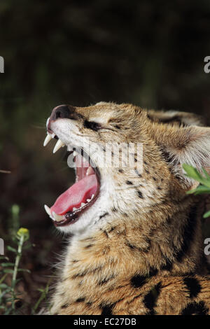 Serval (Leptailurus Serval) auf dem Boden liegend und Gähnen in Südafrika. Stockfoto