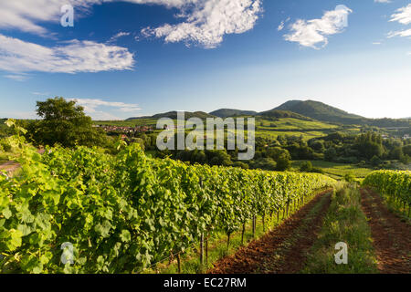 Weinberg und hügelige Landschaft in der Pfalz, Deutschland Stockfoto