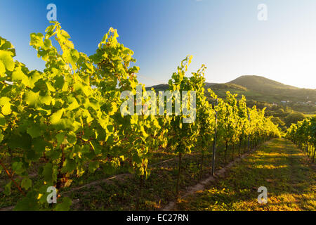 Weinberg und hügelige Landschaft in der Pfalz, Deutschland Stockfoto