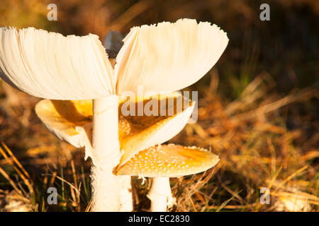 Pilz oder Pilze. Parasol-Pilz Stockfoto