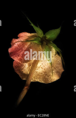 Bedeckt mit Luftblasen stiegen auf einem schwarzen Hintergrund. Durchtrainierten Bild. Stockfoto