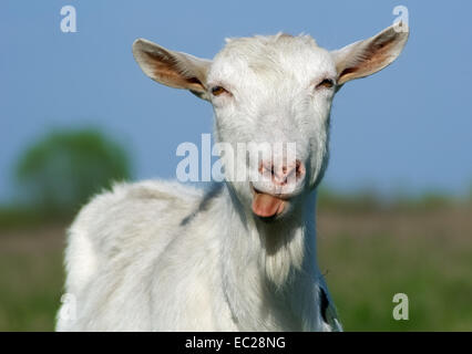 Porträt einer gehörnten und bärtige Ziege, die Zunge zeigen. Stockfoto