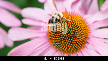 Makroaufnahme einer Biene bestäuben Blumen Stockfoto