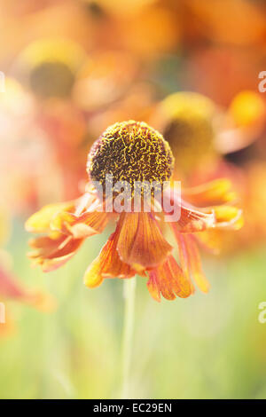 Ruhigen Sommer-Natur-Szene, Nahaufnahme von Blumen in der Sonne Stockfoto