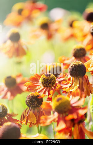 Ruhigen Sommer-Natur-Szene, Nahaufnahme von Blumen in der Sonne Stockfoto