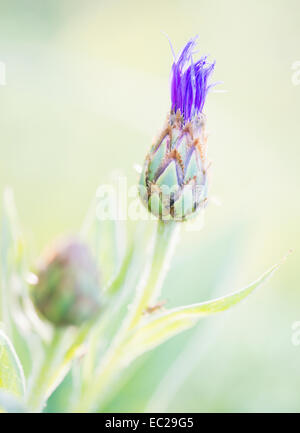 Ruhigen Sommer-Natur-Szene, Nahaufnahme von Distel Blume in der Sonne Stockfoto