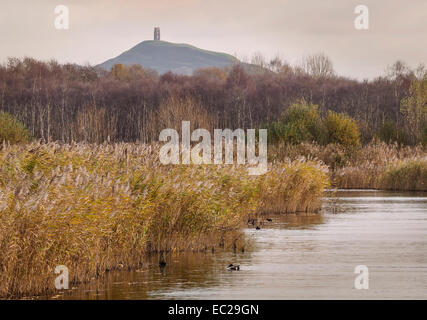 Glastonbury Tor vom Schinken Wand Nature Reserve, Somerset, England, Großbritannien Stockfoto