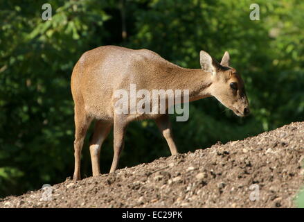 Weibliche indische Hog-Hirsch (Axis Porcinus, Hyelaphus Porcinus) Stockfoto