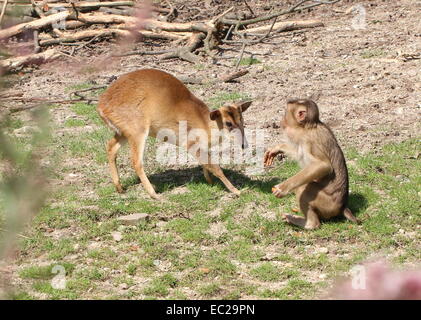 Südlichen Schwein-tailed Macaque (Macaca Nemestrina) nicht bereit, seine Nahrung mit einem Reeve Muntjac (Muntiacus Reevesi) teilen Stockfoto