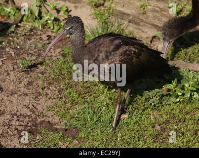 Glossy Ibis (Plegadis Falcinellus) Nahaufnahme Stockfoto