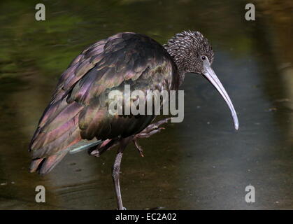 Glossy Ibis (Plegadis Falcinellus) close-up, stehen auf einem Bein Stockfoto