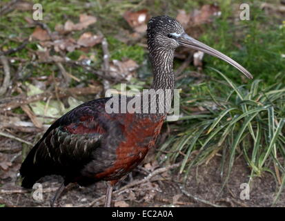 Glossy Ibis (Plegadis Falcinellus) Nahaufnahme Stockfoto