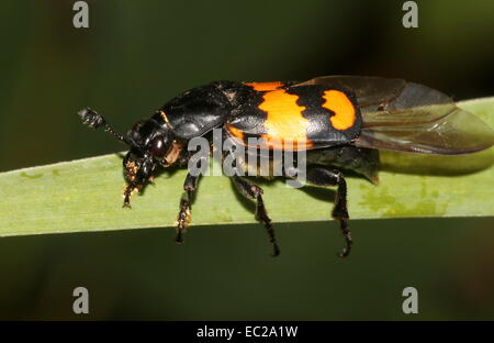 Nicrophorus Vespillo, einem großen und bunten Europäischen Burying Käfer oder Sexton Beetle, Flügel zu nicht entfalten Stockfoto