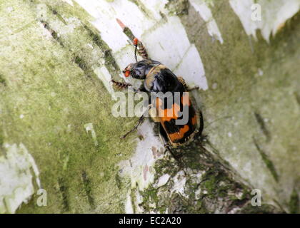 Nicrophorus Vespillo, einen großen und bunten Europäischen Burying Käfer oder Sexton Käfer auf Birke Baumrinde Stockfoto