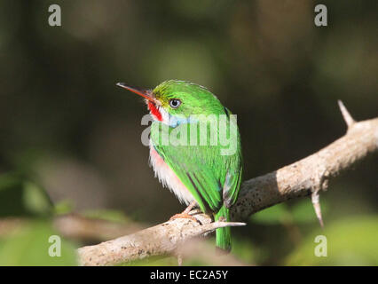 Kubanische Tody Kuba Stockfoto